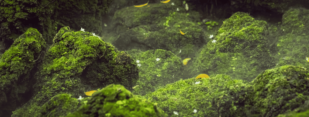 excessive algae growth
