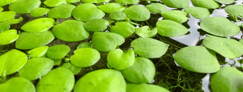 floating betta plants Amazon Frogbit