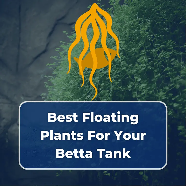 floating betta plants featured