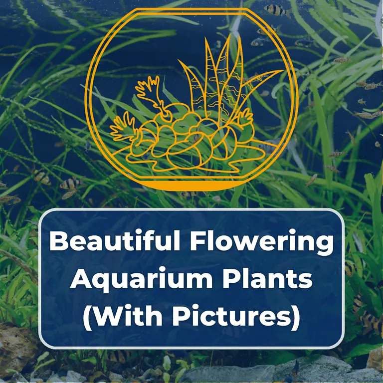 flowering aquarium plants featured