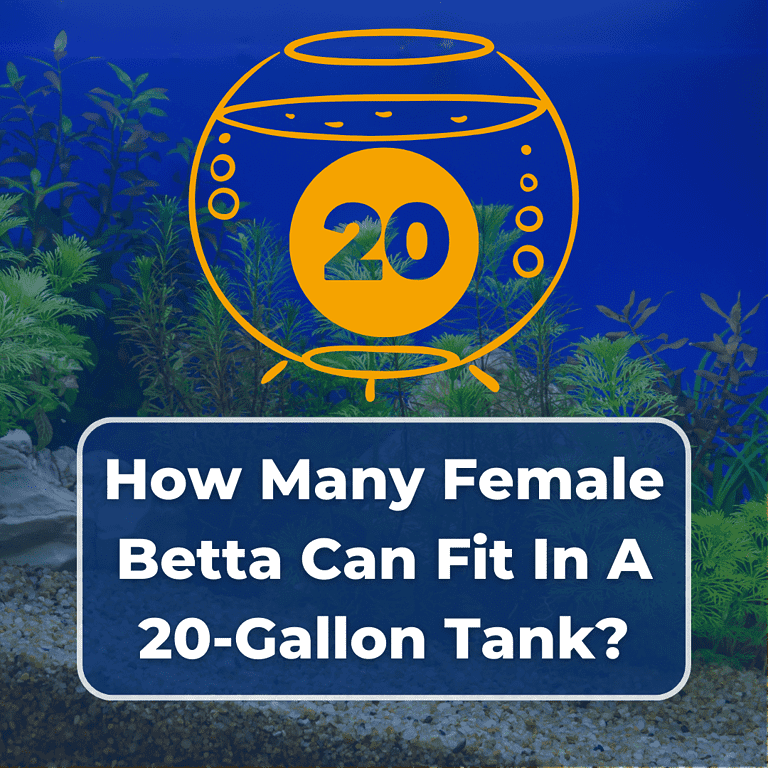 how many female bettas in a 20 gallon tank featured