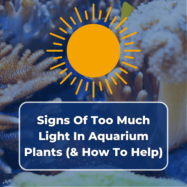 signs of too much light on aquarium plants featured