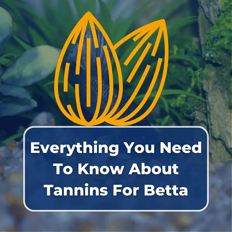 tannins for betta featured