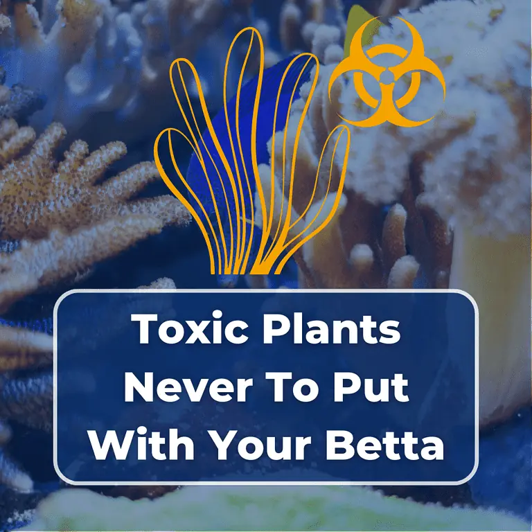 toxic plants for betta fish featured