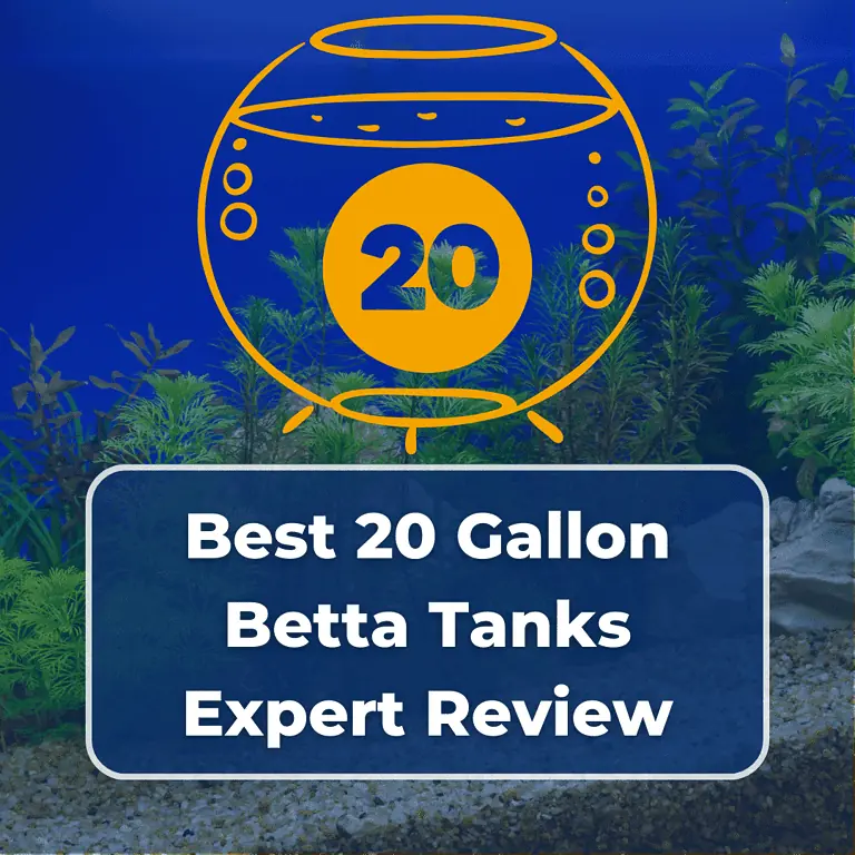 20 gallon betta tank featured