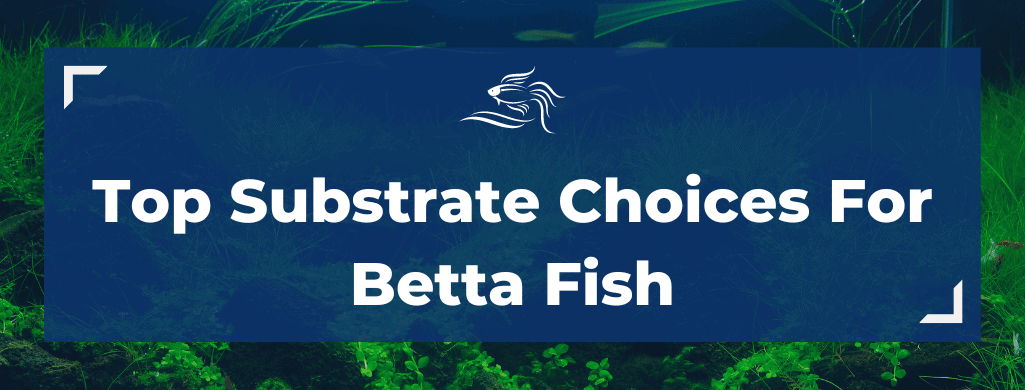 best substrate for betta atf
