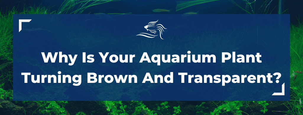 aquarium plants turning brown and transparent atf