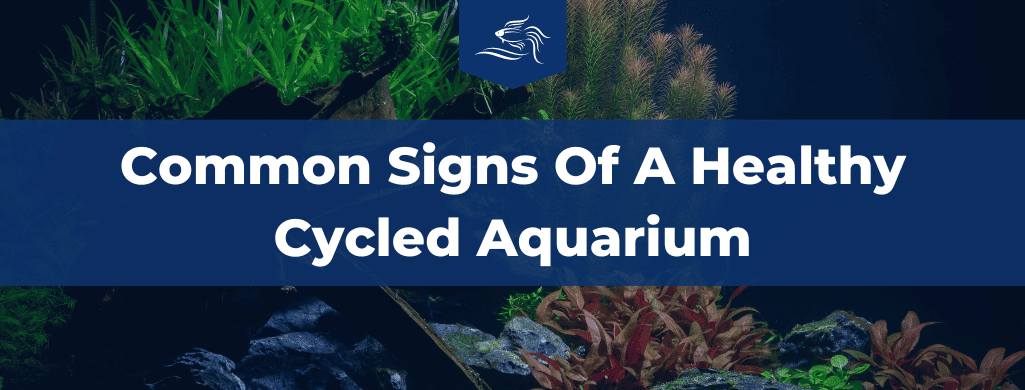 signs of a cycled aquarium atf
