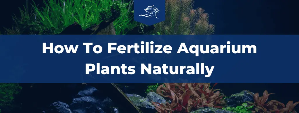 how to fertilize aquarium plants naturally atf