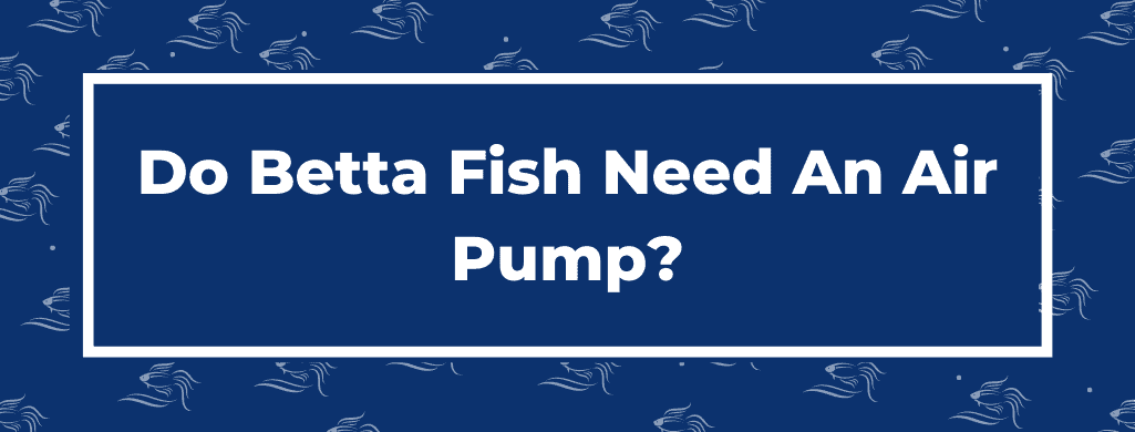 do betta fish need an air pump atf