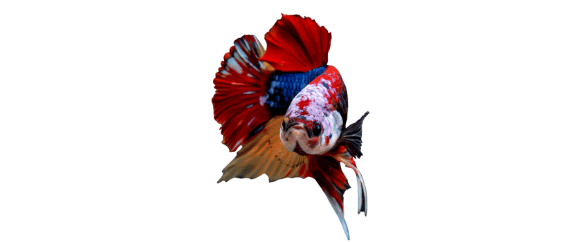 koi betta fish appearance