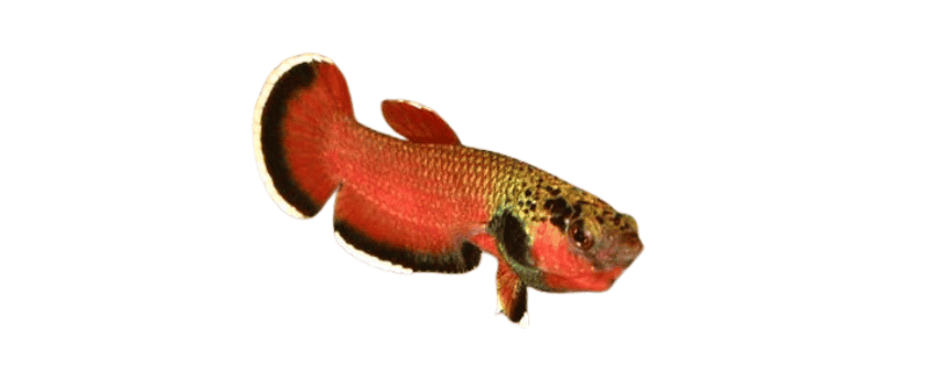betta channoides appearance