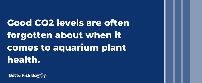 co2 for aquarium plants