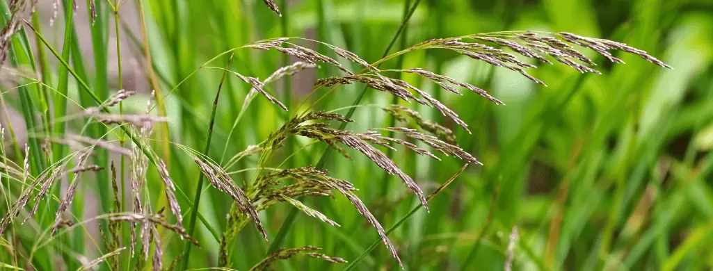 Dwarf Hairgrass