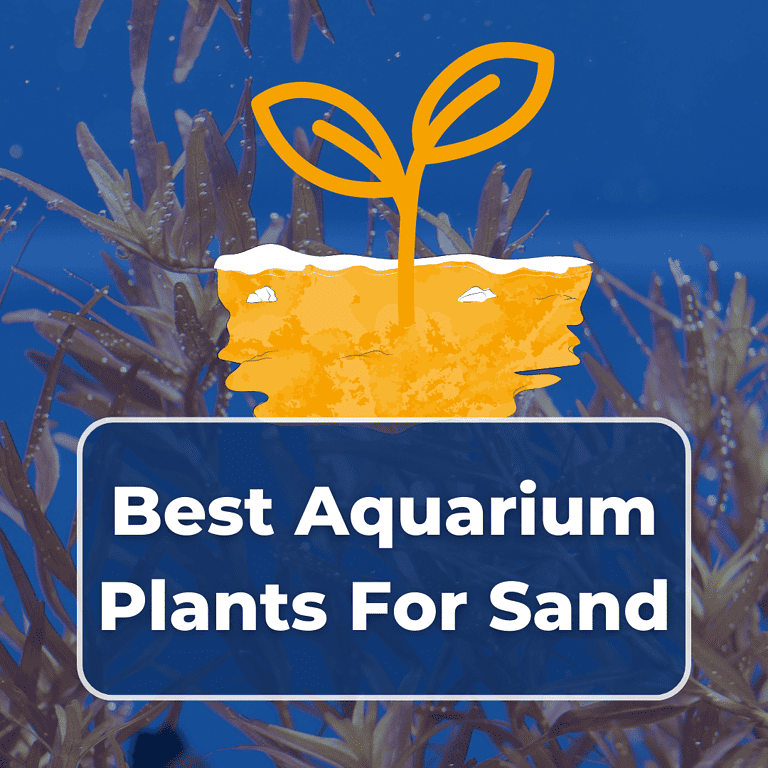 aquarium plants for sand featured