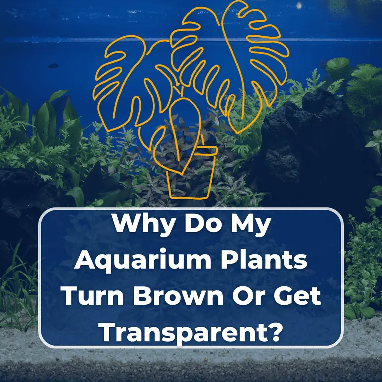 aquarium plants turning brown and transparent featured