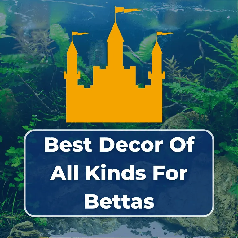 best decor for betta fish featured