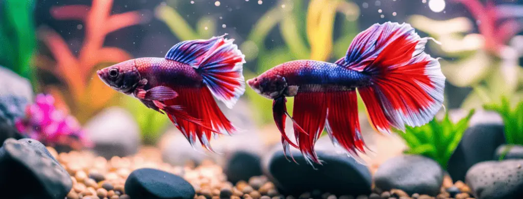 best toys for betta fish atf img