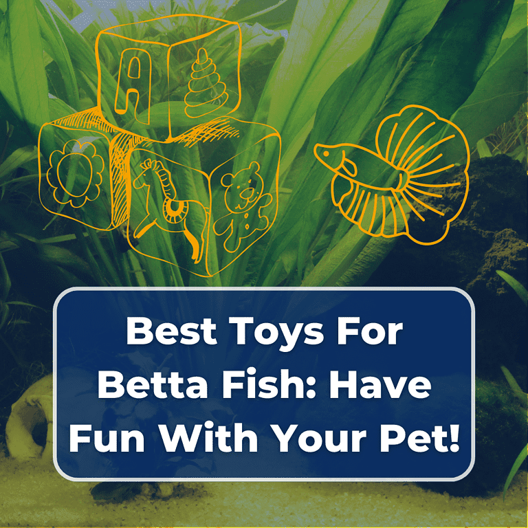 best toys for betta fish featured
