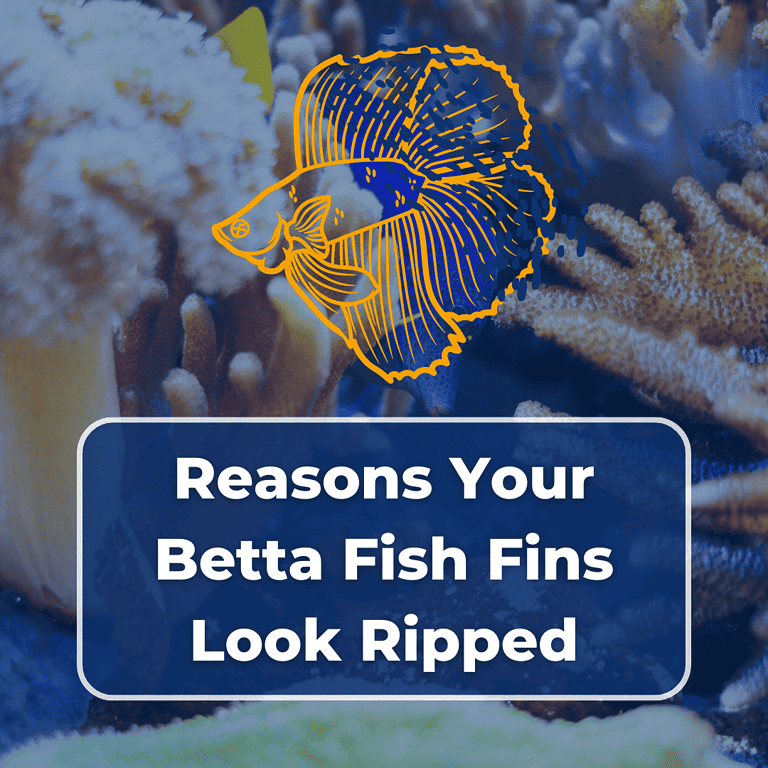betta fish fins look ripped featured