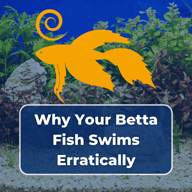 betta fish swimming erratically featured