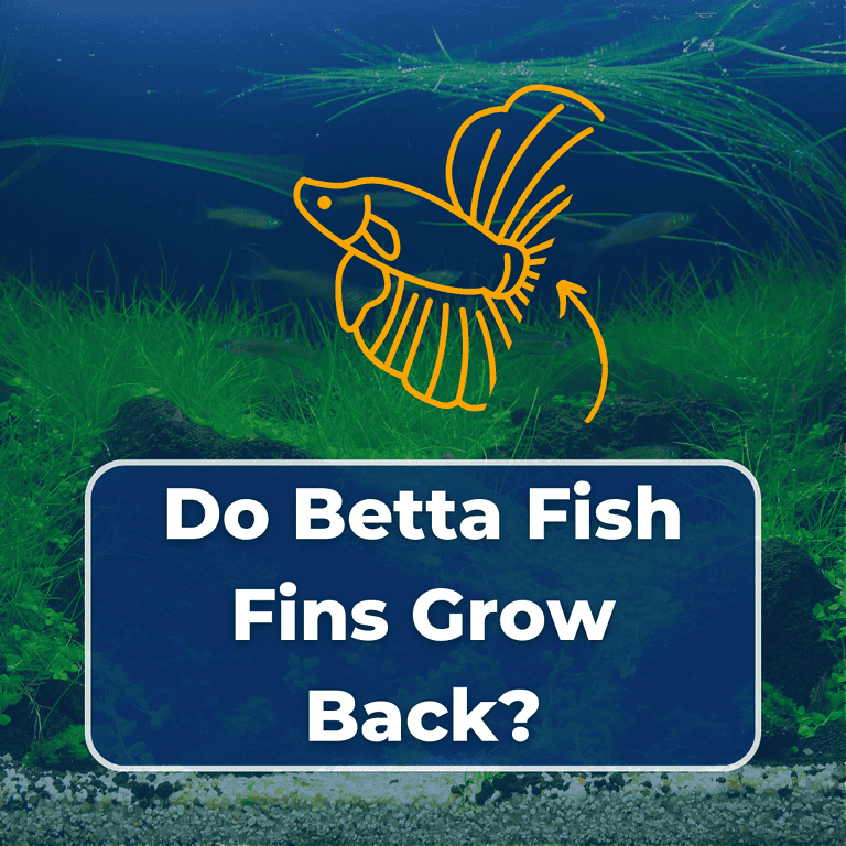 do betta fish fins grow back featured