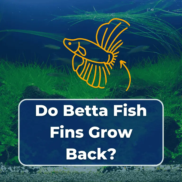 do betta fish fins grow back featured