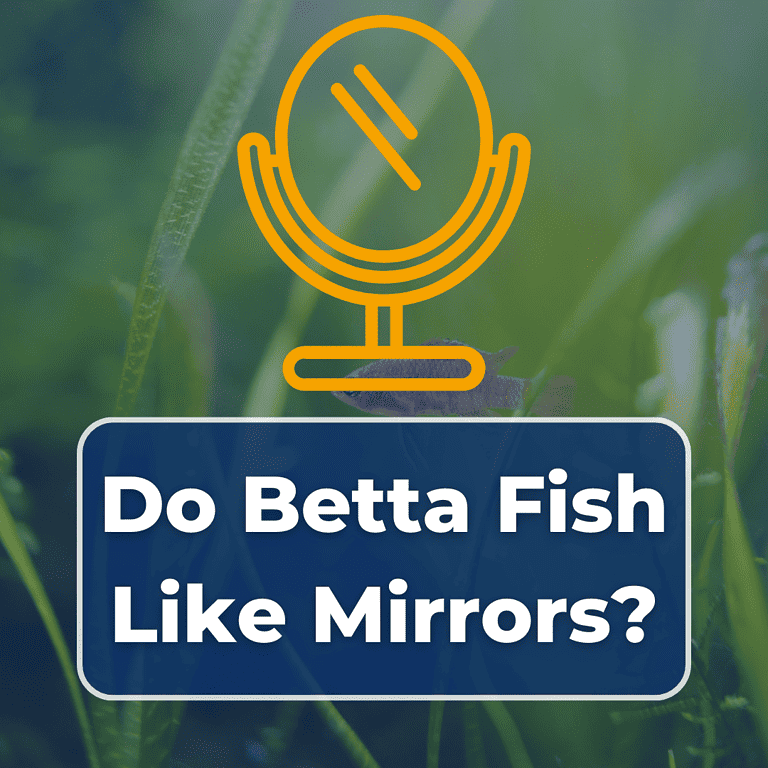 do betta fish like mirrors featured