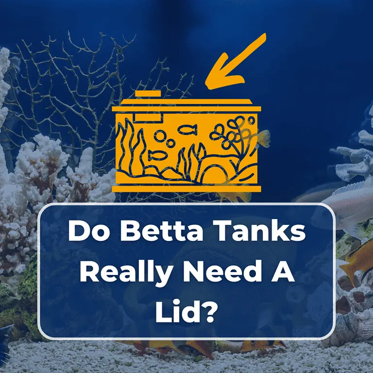 do betta fish need a lid on their tank featured