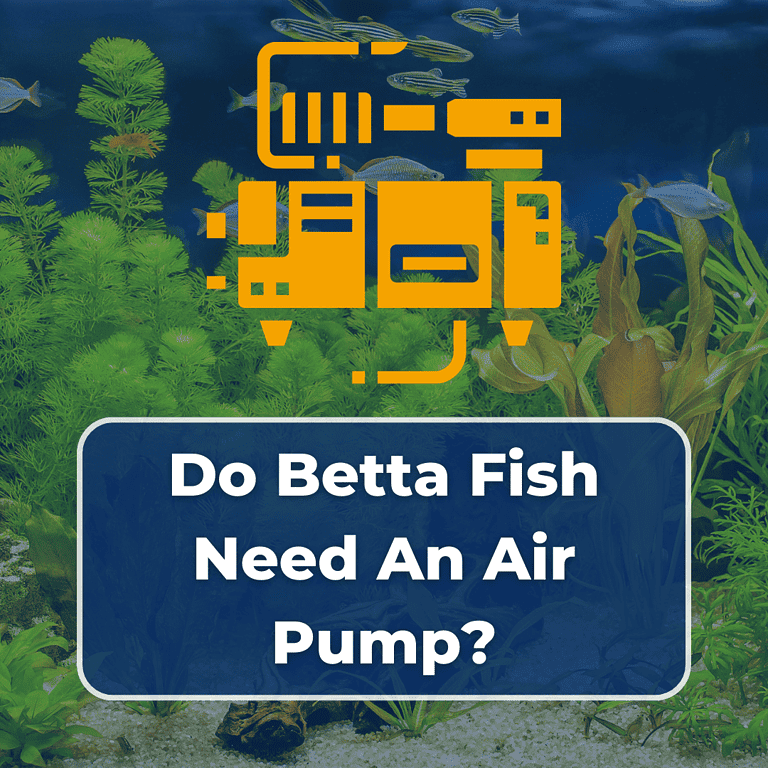 do betta fish need an air pump featured