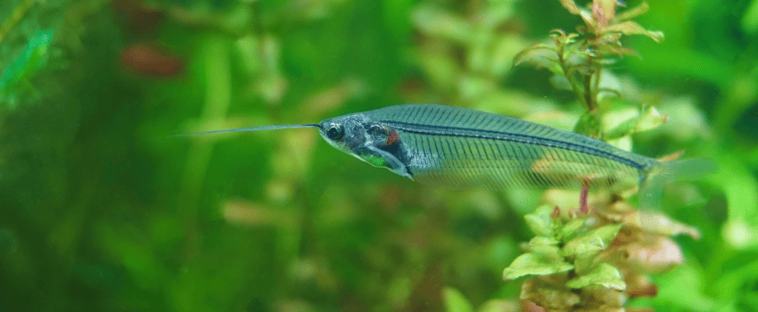 glass catfish