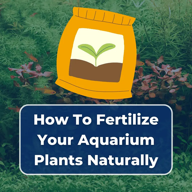 how to fertilize aquarium plants naturally featured