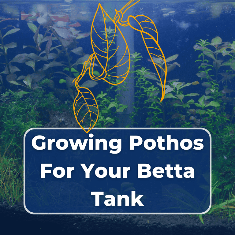 pothos in betta tank featured