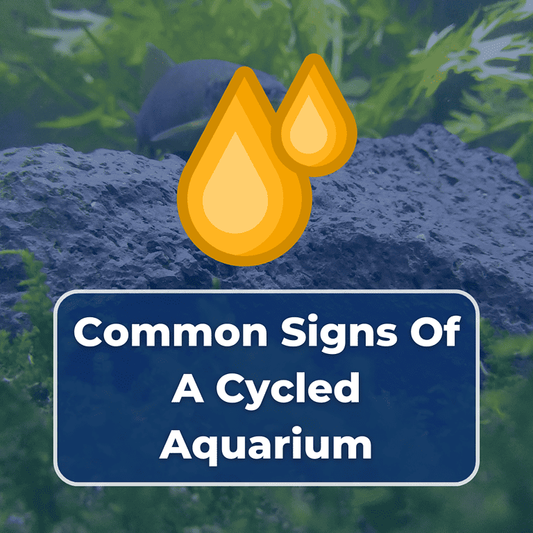 signs of a cycled aquarium featured