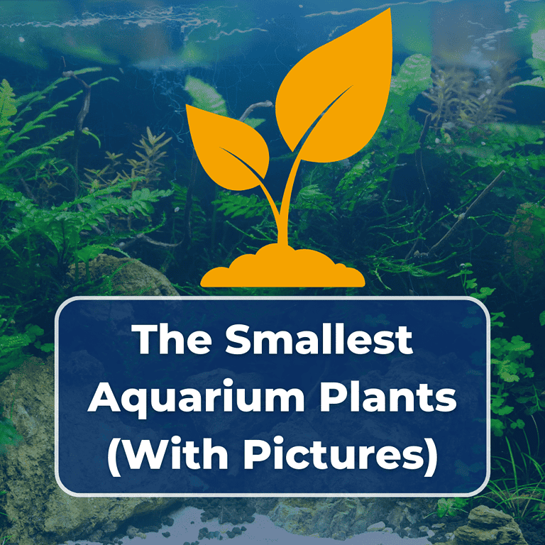 smallest aquarium plants featured