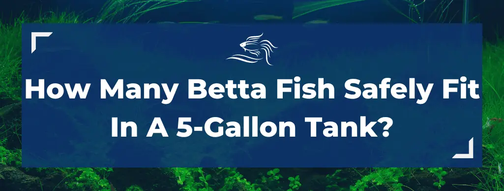 how many betta fish in a 5 gallon tank atf