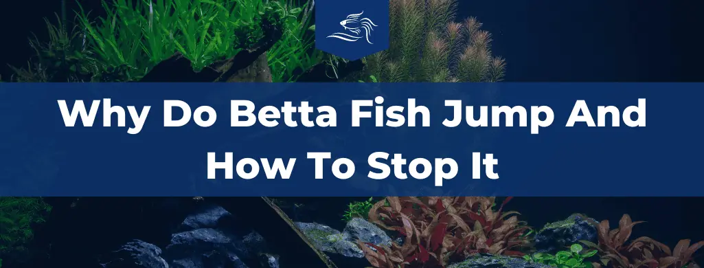 betta fish jumping atf