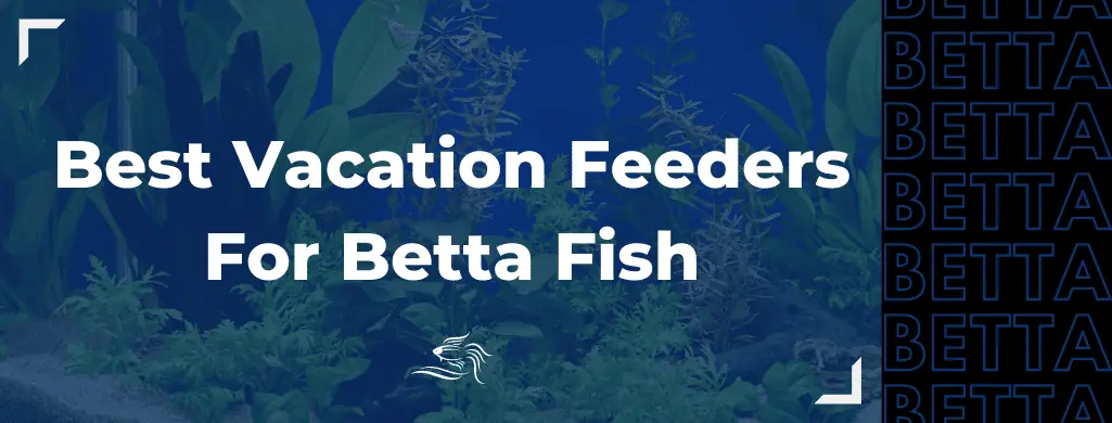best vacation feeder for betta fish atf