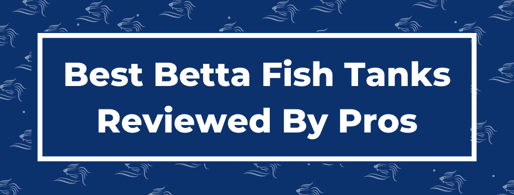 best betta fish tank atf