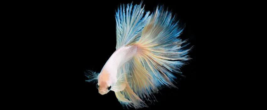 pearl betta appearance