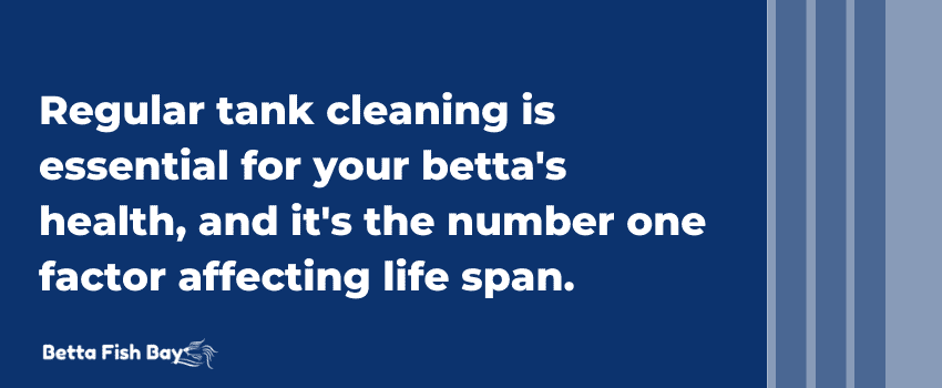 cleaning betta tank steps