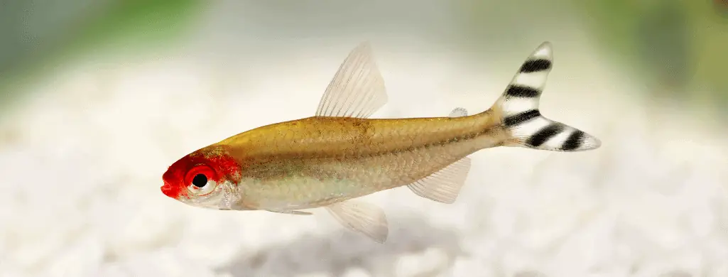 Hemigrammus bleheri fish