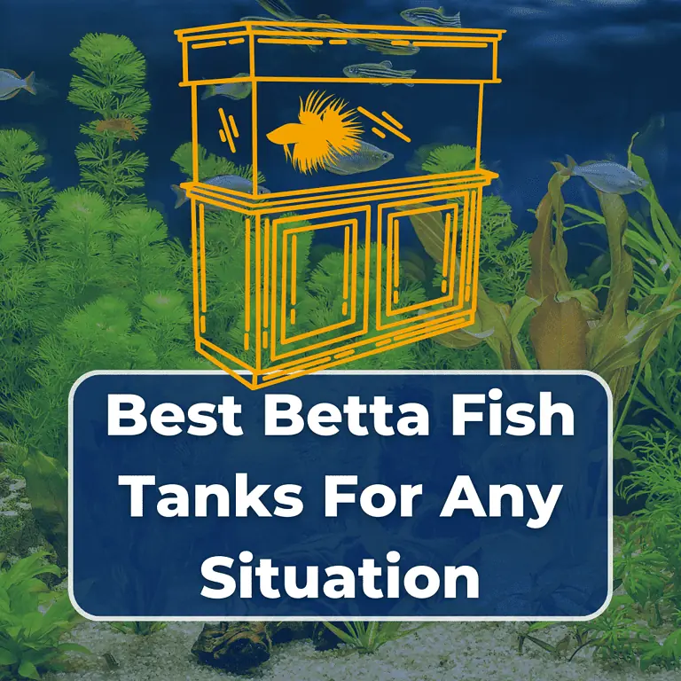 best betta fish tank featured
