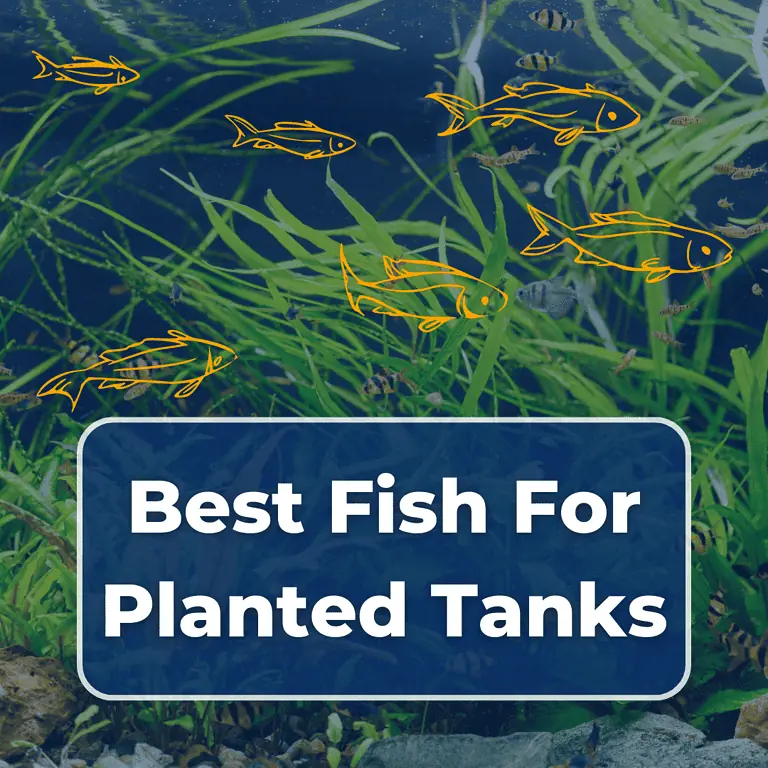 best fish for planted tanks featured