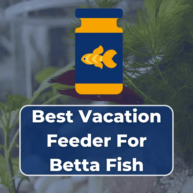 best vacation feeder for betta fish featured