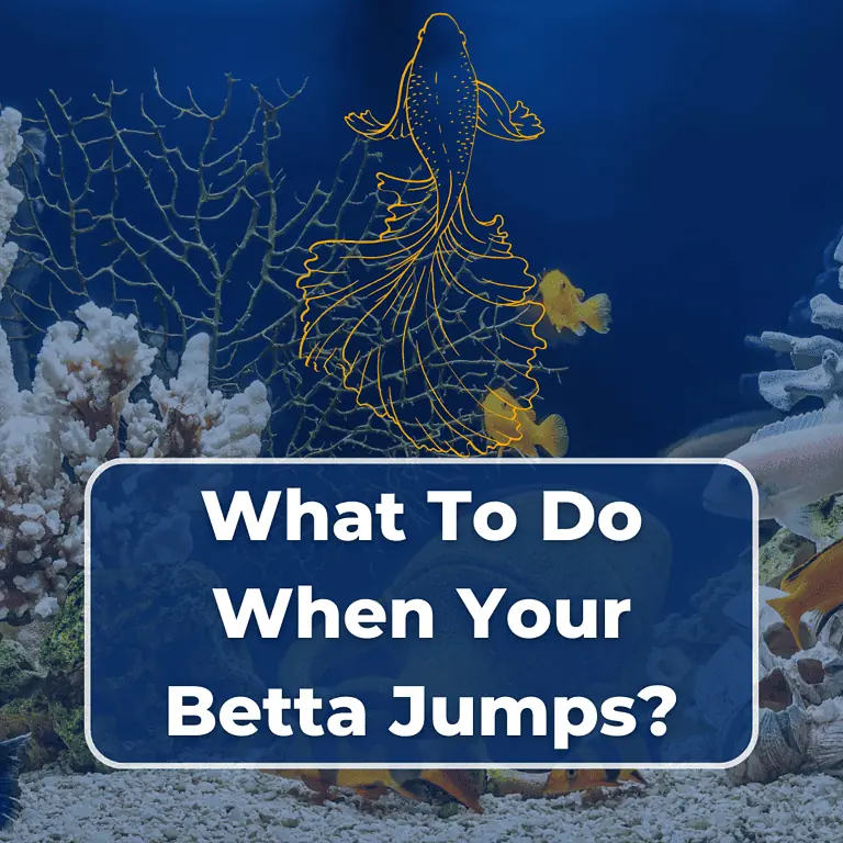 betta fish jumping featured