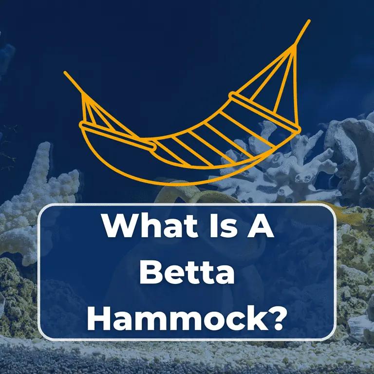 betta hammock featured