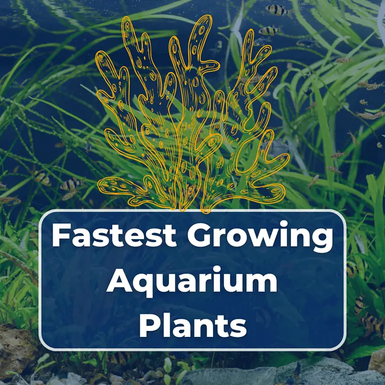 fastest growing aquarium plants featured