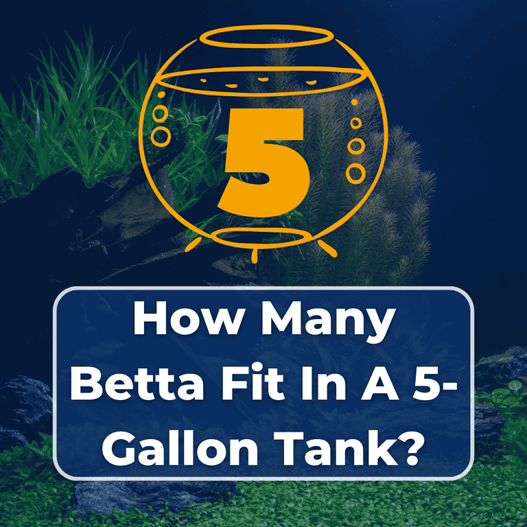 how many betta fish in a 5 gallon tank featured