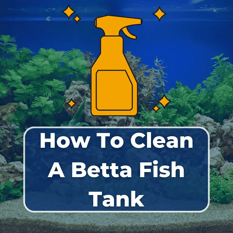 how to clean a betta fish tank featured (1)